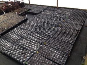 Seed Trays_2014_1