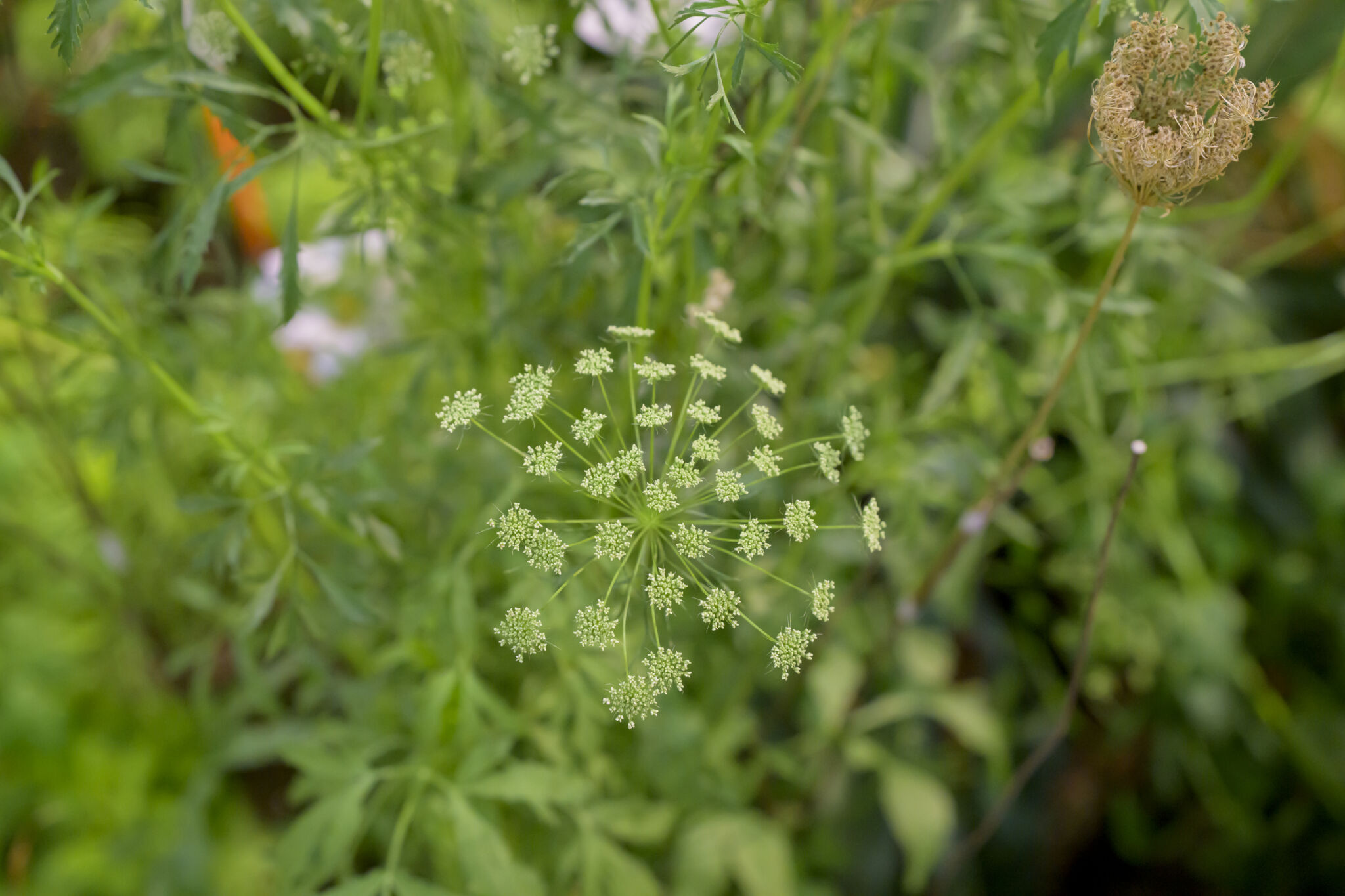 ApiaryFlowershow-127.jpg